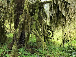 Beach + Rainforest + Waterfall + Lakes // Day 2 — image 12