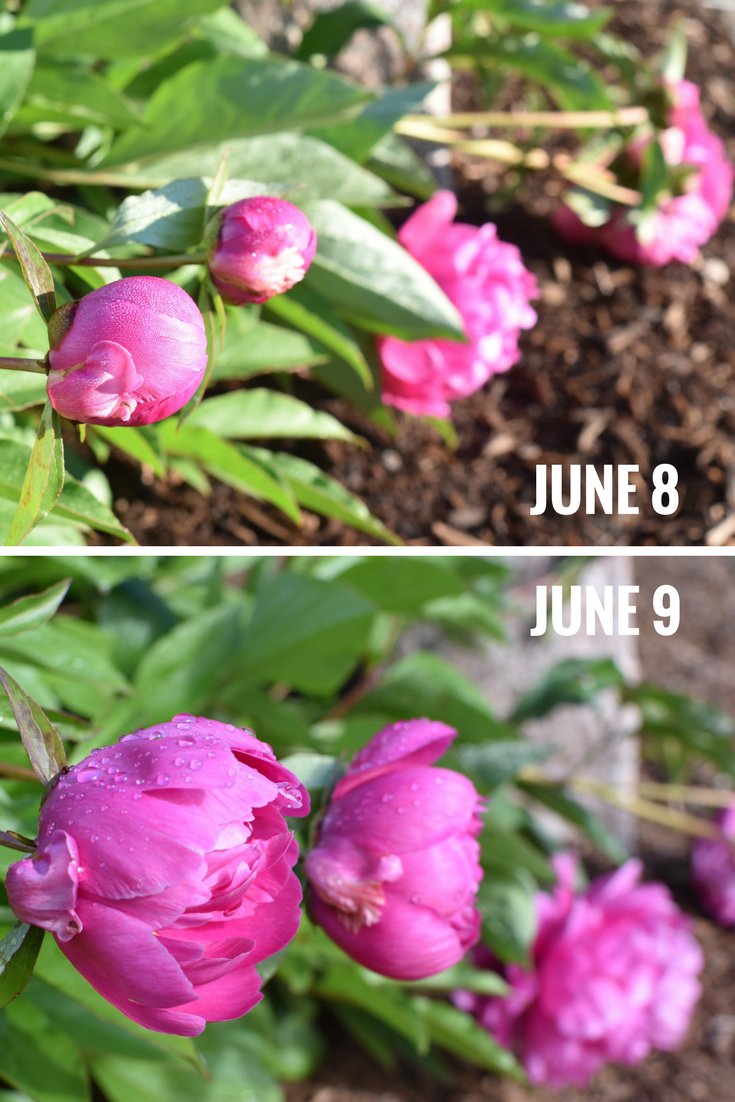 precious pretty peonies — image 2