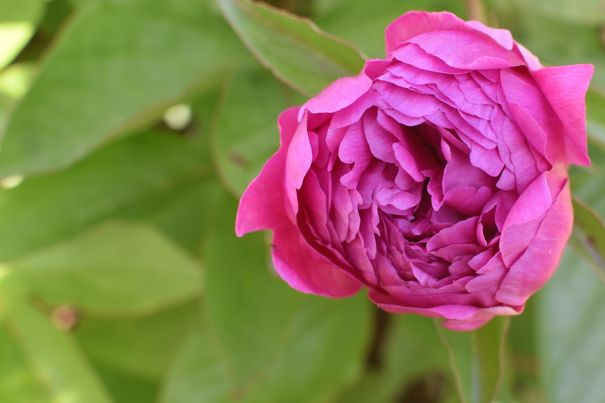 precious pretty peonies — image 4