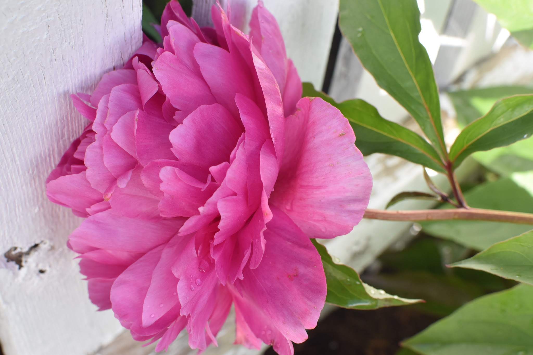 precious pretty peonies — image 6