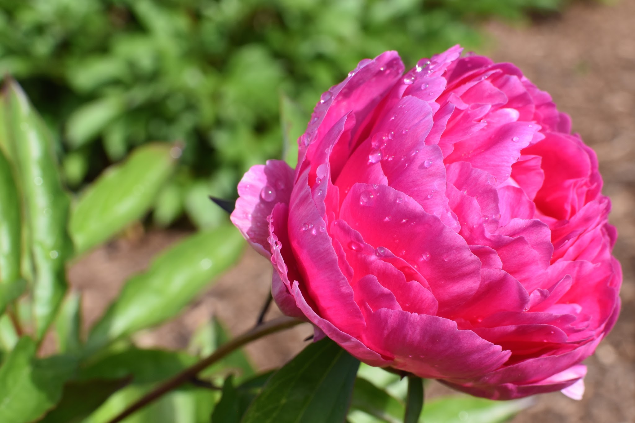 precious pretty peonies — image 5