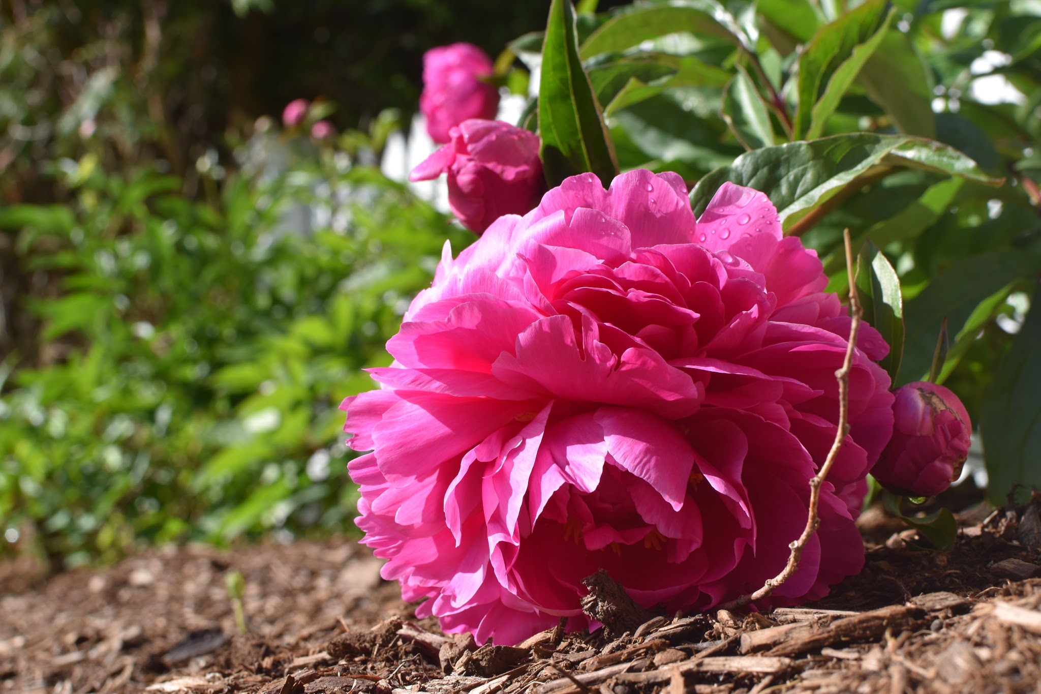 precious pretty peonies — image 7