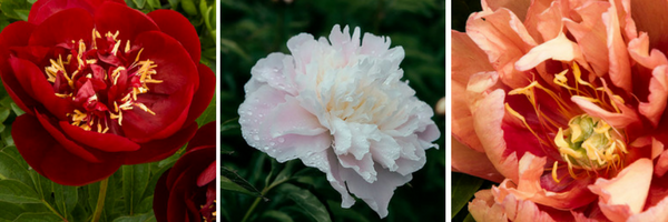 precious pretty peonies — image 3
