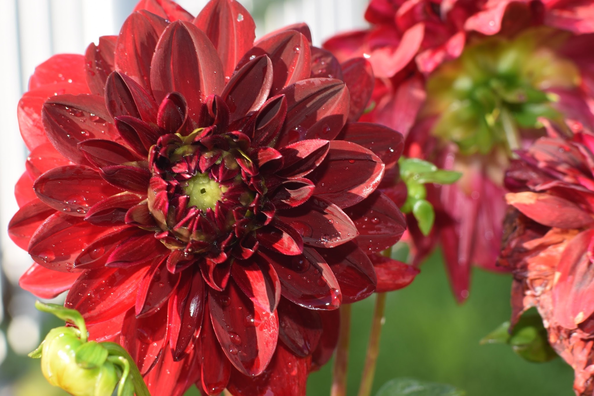 bitty blooms are coming — image 3