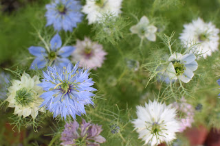 green tomato garden party — image 1