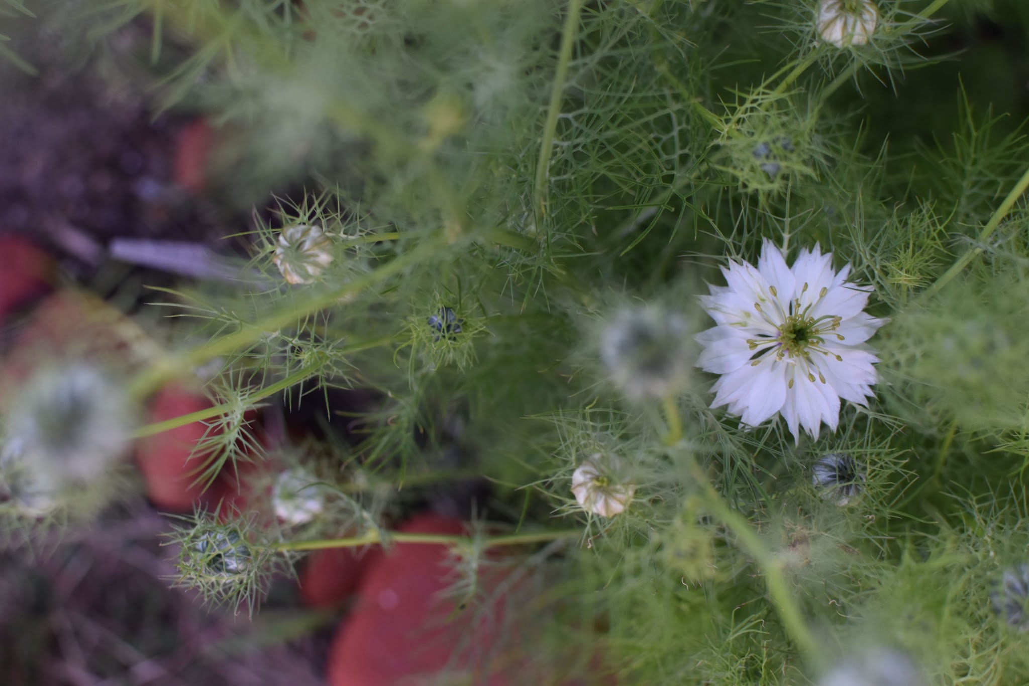 bitty blooms are coming — image 4