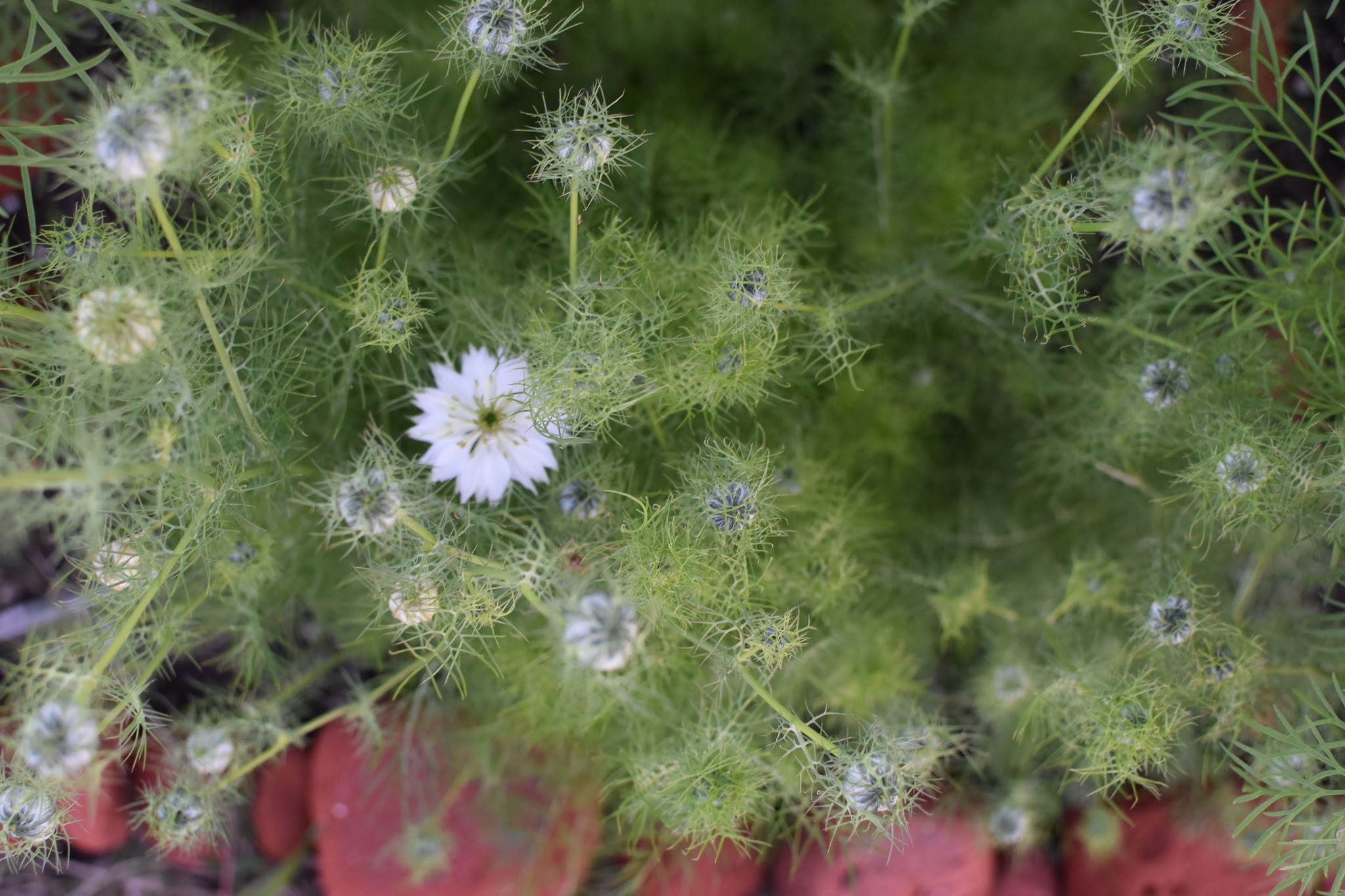 bitty blooms are coming — image 5