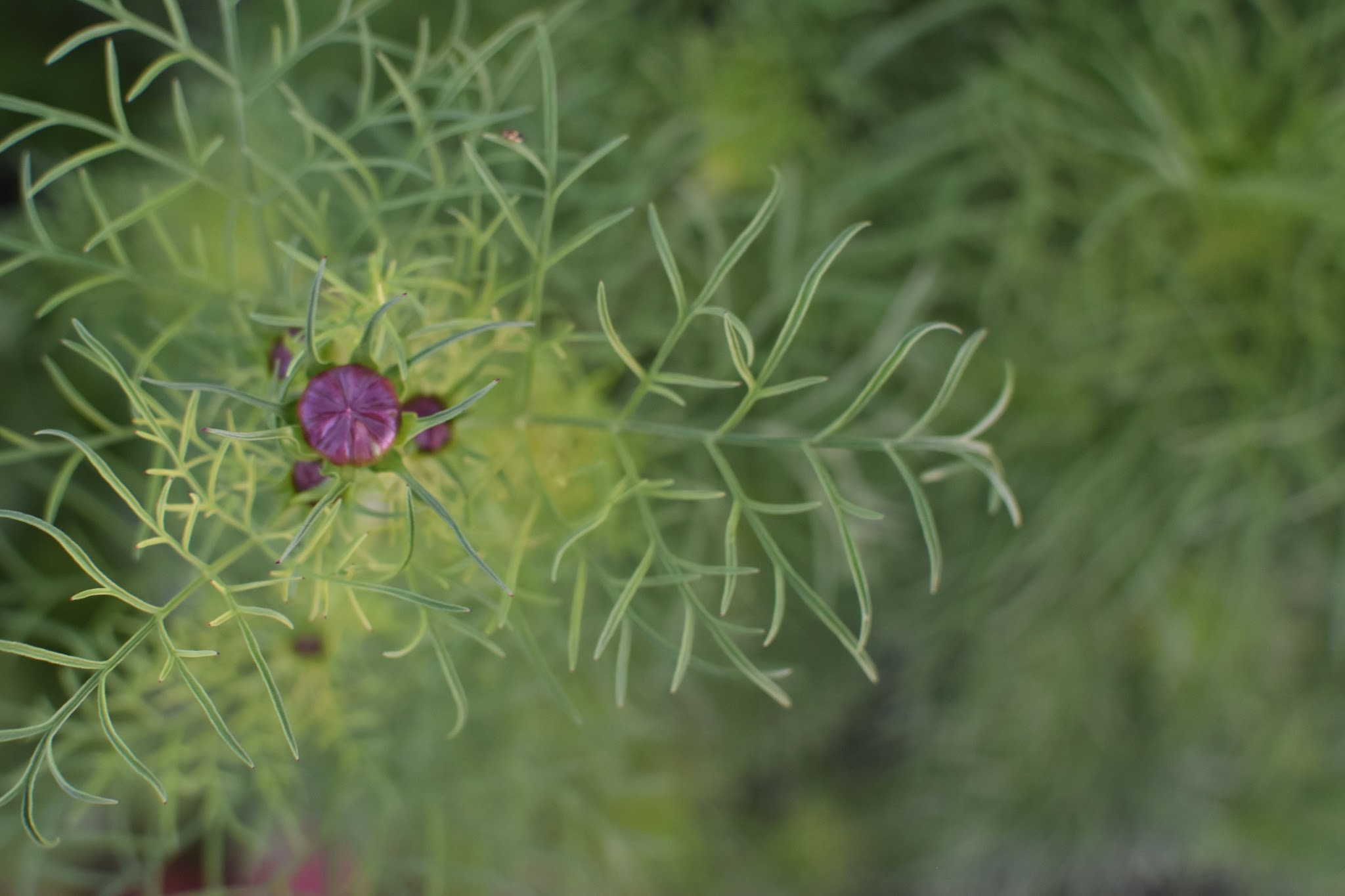 bitty blooms are coming — image 2