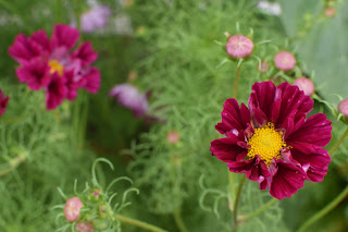 green tomato garden party — image 3