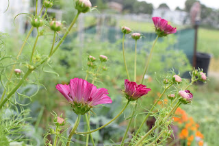 green tomato garden party — image 4