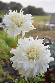 green tomato garden party — image 5