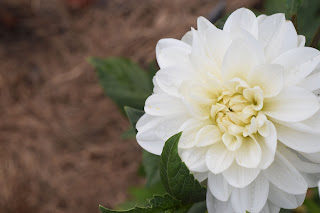 green tomato garden party — image 7