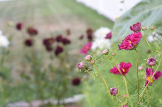 green tomato garden party — image 10