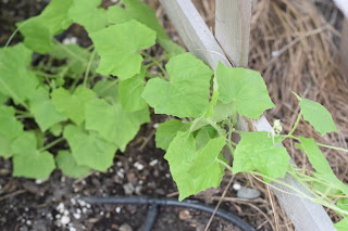 green tomato garden party — image 17