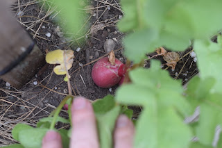 green tomato garden party — image 13
