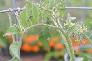 green tomato garden party — image 12