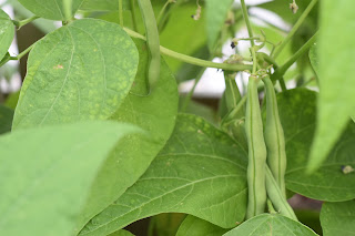 green tomato garden party — image 15