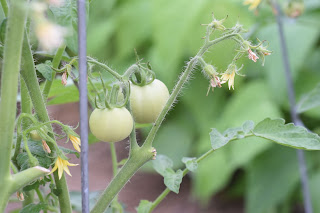 green tomato garden party — image 16