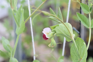 green tomato garden party — image 14