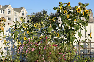 garden update — image 2