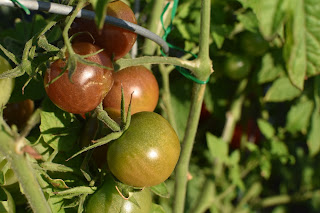 garden update — image 4