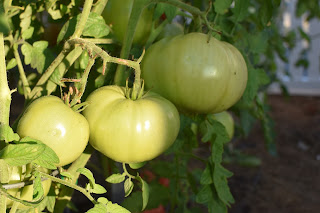 garden update — image 5