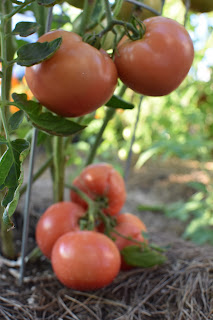 garden update — image 6