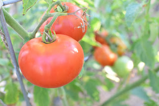 garden update — image 7