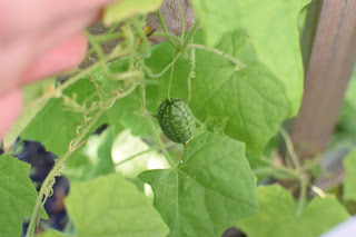 garden update — image 8