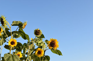 garden update — image 1