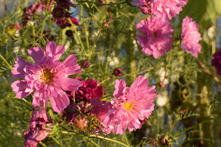 garden update — image 3