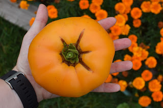 how to not hurricane proof your garden — image 3