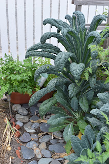 how to not hurricane proof your garden — image 4