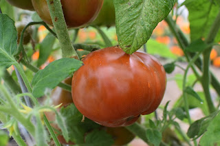 how to not hurricane proof your garden — image 6