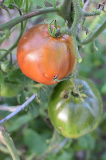 back to garden time — image 4