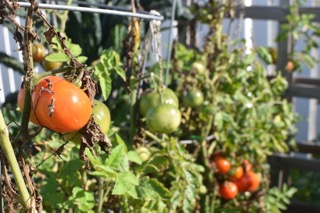 back to garden time — image 1