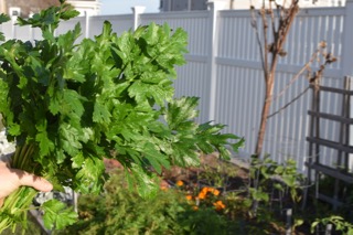 back to garden time — image 3