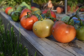 back to garden time — image 2
