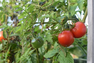 back to garden time — image 7