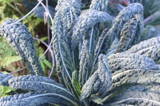 back to garden time — image 6