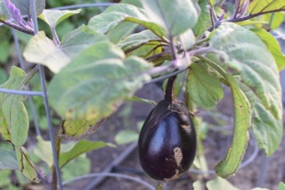 back to garden time — image 5