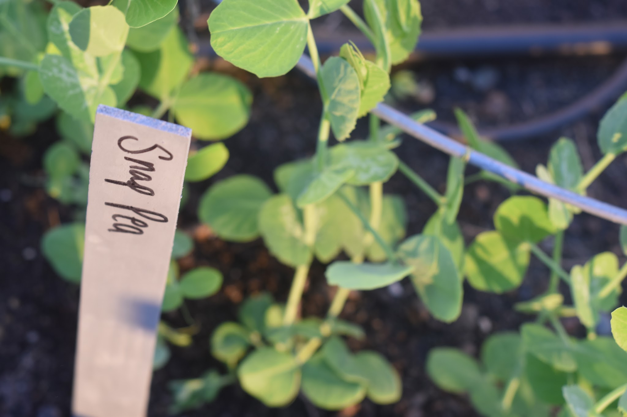 I'm a tomato farmer — image 3