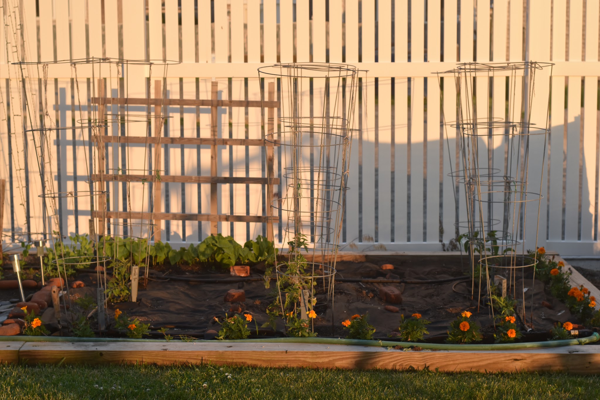 I'm a tomato farmer — image 4