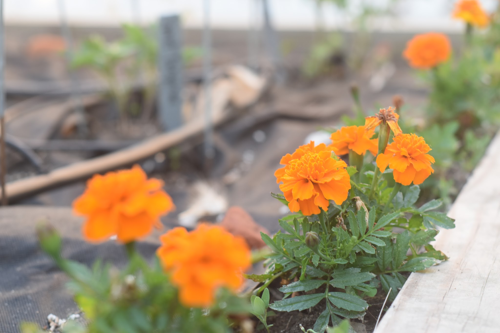I'm a tomato farmer — image 5