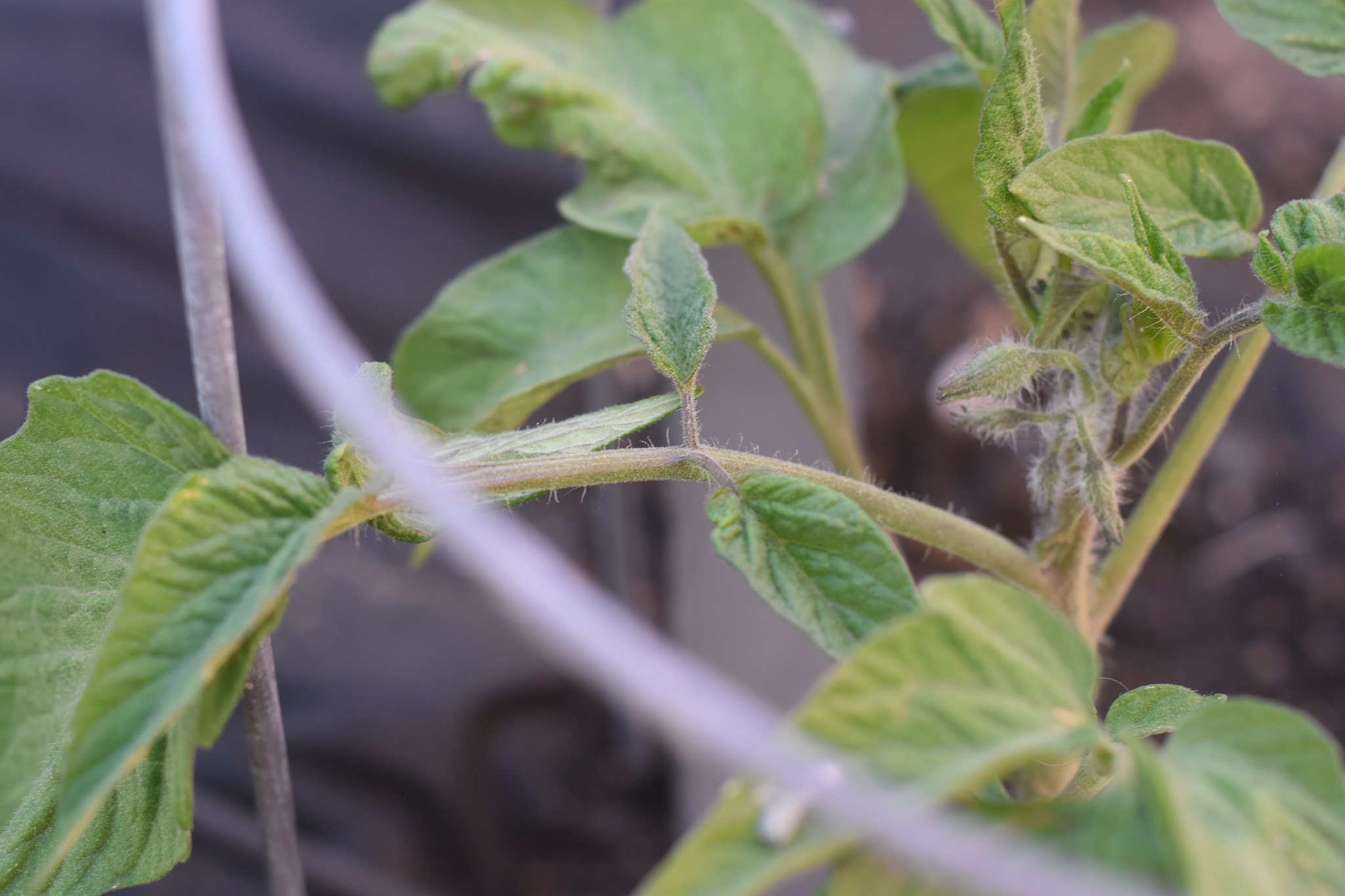 I'm a tomato farmer — image 6