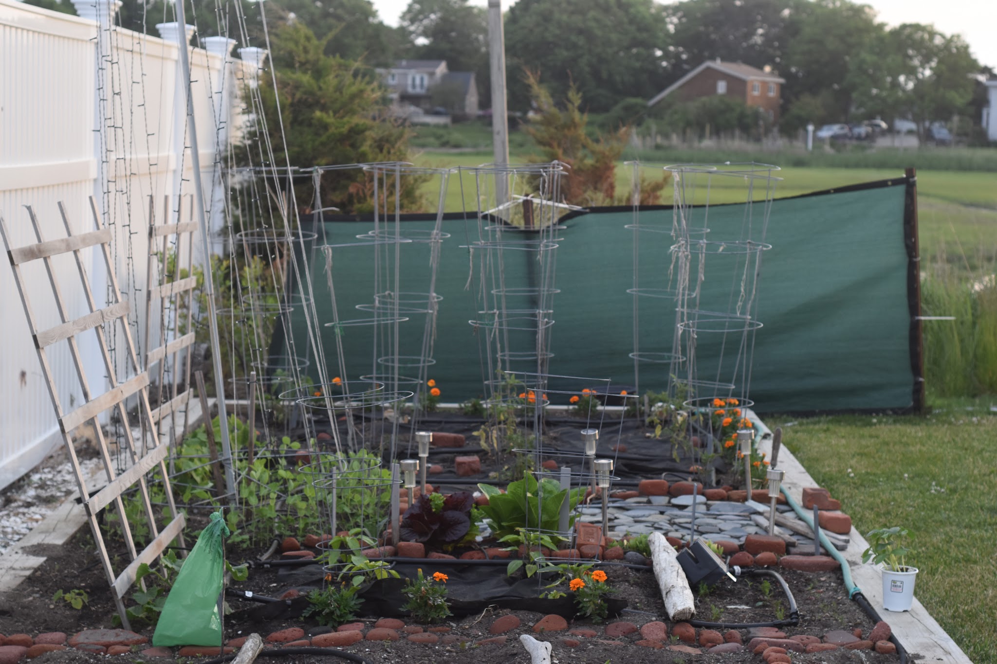 I'm a tomato farmer — image 8
