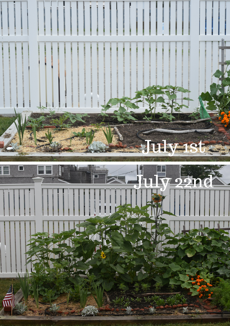 ye old garden update — image 2
