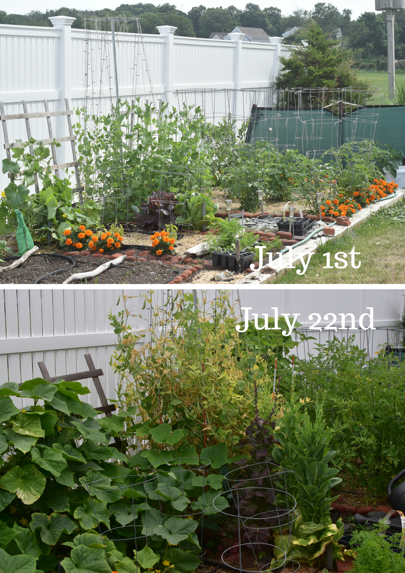 ye old garden update — image 3