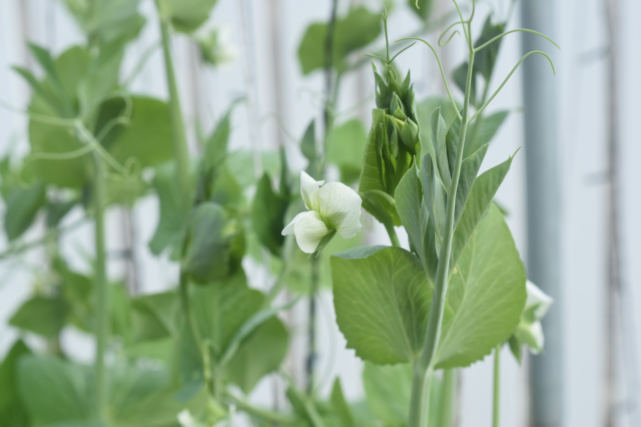 ye old garden update — image 4