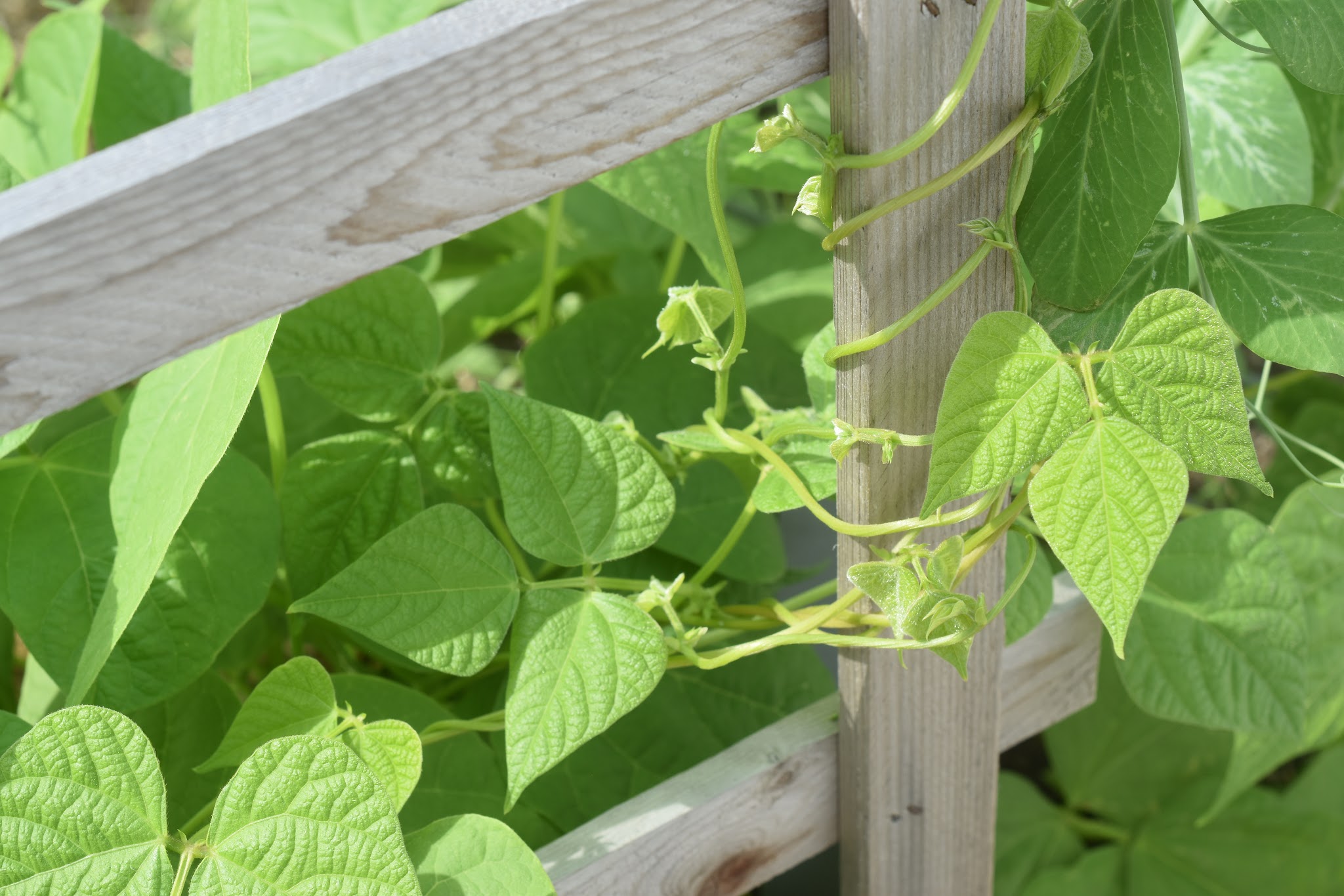ye old garden update